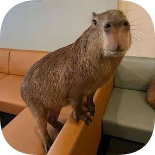 🤗 capybara telegram sticker