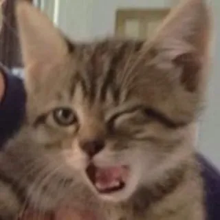 😉 Katze, Kätzchen, Tier, Haustier, Katzenartig, süß whatsapp sticker