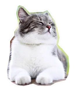 ☺️ แมว, สัตว์, เลี้ยง, สัตว์เลี้ยง, น่ารัก, สัตว์เลี้ยงลูกด้วยนม telegram sticker