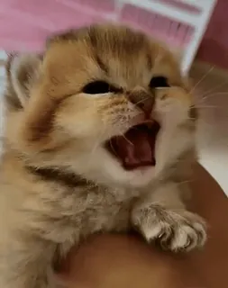 😱 котёнок, кошка, милый, животное, питомец, зевающий, маленький telegram sticker