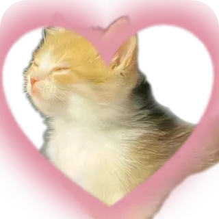 🐱 kitten, cat, heart, animal, cute telegram sticker