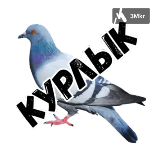 🤐 КУРЛЫК bird, pigeon telegram sticker