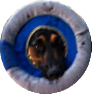 🆘 dog, pet, animal, domestic animal telegram sticker