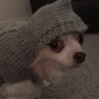 😶 perro, suéter, sombrero, lindo, animal, chihuahua whatsapp sticker