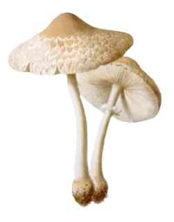 🍄 mushroom, fungi, nature, plants, food, organic telegram sticker