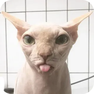 📯 猫, スフィンクス, 動物, ペット, ヘアレスキャット, 面白い, 舌 whatsapp sticker