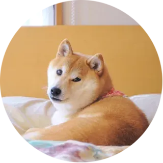 💤 犬, 柴犬, 動物, ペット, かわいい, 家畜 telegram sticker