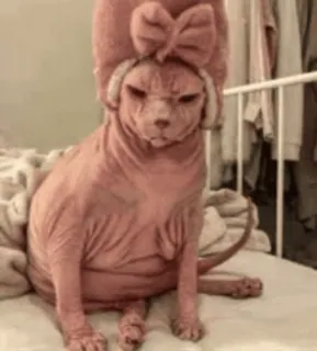 🐈 gatto, gatto senza pelo, sphynx, animale domestico, animale telegram sticker