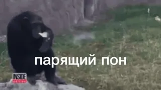 😵‍💫 парящий пон telegram sticker