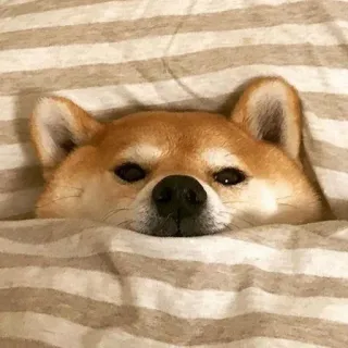 🏷 chó, shiba inu, dễ thương, động vật, thú cưng, buồn ngủ, chăn telegram sticker