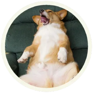 😊 собака, корги, животное, питомец, спит, зевает, смешной whatsapp sticker