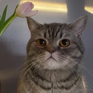 🐭 cat, flower, animal, pet, tulip, cute, domestic cat, grey cat whatsapp sticker