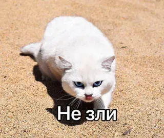 😡 Не зли 猫, 白い猫, 動物, ロシア, テキスト, 怒り telegram sticker