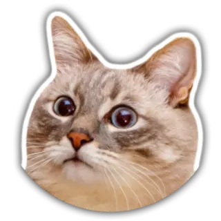 😲 gato, animal, mascota, pegatina, animal doméstico, mamífero whatsapp sticker