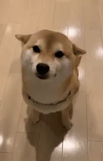 😌 犬, 柴犬, ペット, 動物, かわいい, 家畜 telegram sticker