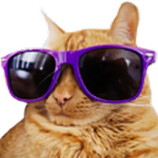 😎 고양이, 선글라스, 멋진, 애완 동물, 동물 telegram sticker