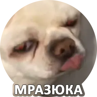 🤬 МРАЗЮКА cane, russo, insulto, parolaccia, carino, animale whatsapp sticker