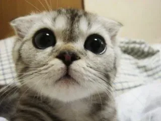 😿 Katze, Kätzchen, süß, Tier, Haustier, Säugetier telegram sticker