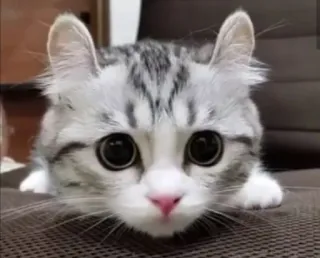 👀 kucing, imut, binatang, anak kucing, hewan peliharaan, menggemaskan telegram sticker