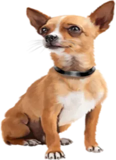 👀 Hund, Chihuahua, Haustier, Tier, süß telegram sticker