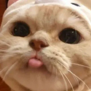 😺 gato, fofo, animal, língua, animal de estimação whatsapp sticker