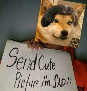👾 Doge Send Cute Picture im SAD :( telegram sticker