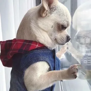 🐶 dog, chihuahua, pet, animal, window, denim, plaid telegram sticker