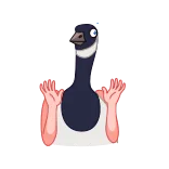 Birds whatsapp stickers