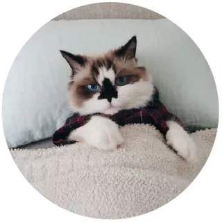 🤔 gato, animal, lindo, mascota telegram sticker