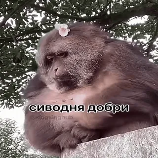 🐵 сиводня добри mono, animal, texto ruso, meme whatsapp sticker