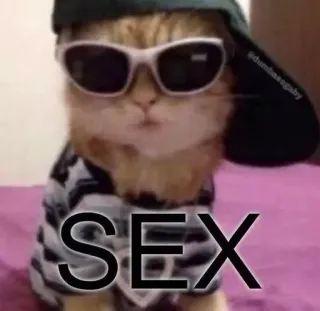 😢 SEX 고양이, 선글라스, 밈, 유머, 불쾌 telegram sticker