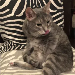 😲 kucing, kucing tabby abu-abu, hewan, jari tengah, gestur, humor telegram sticker
