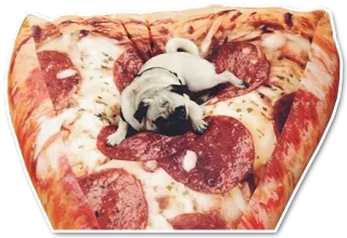 🐶 pies, mops, pizza, zwierzę domowe, jedzenie, zwierzę, szczeniak, słodki telegram sticker