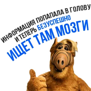 😀 ALF ИНФОРМАЦИЯ ПОПАЛА В ГОЛОВУ И ТЕПЕРЬ БЕЗУСПЕШНО ИЩЕТ ТАМ МОЗГИ ALF, alien, années 80, sitcom, drôle, rétro, télévision, personnage telegram sticker