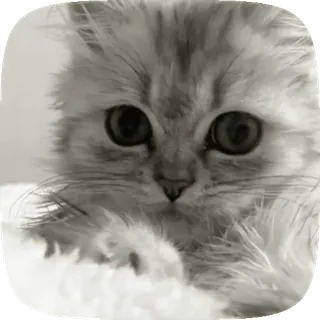 🥺 猫, 小猫, 可爱, 动物, 宠物 telegram sticker