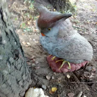 😄 pájaro, búho, naturaleza, vida salvaje, aire libre, animal, decoración telegram sticker