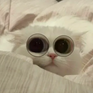 👀 고양이, 동물, 귀여운, 애완동물, 눈 telegram sticker
