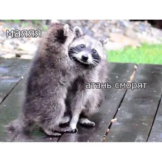 😘 МАЯЯЯ
атань смотрят procione, animale, carino, divertente whatsapp sticker