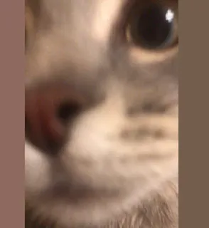 😯 Katze, Tier, Haustier, Nahaufnahme, süß, Hauskatze telegram sticker