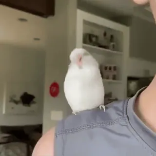 🦜 pássaro, animal, branco, animal de estimação, ombro telegram sticker