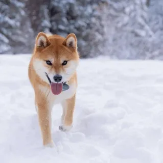 🐕 개, 시바견, 눈, 겨울, 동물, 애완동물 whatsapp sticker