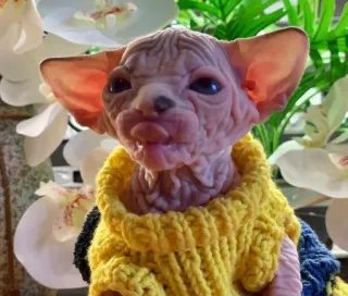 😋 gatto, sphynx, maglione, animale, animale domestico telegram sticker