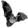 🦇