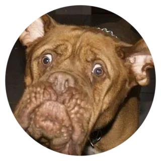 👹 犬, 茶色, 動物, ペット, マスティフ, ポートレート, 面白い telegram sticker