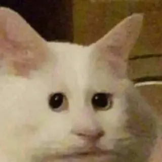 😂 猫, 白猫, 動物, ペット whatsapp sticker