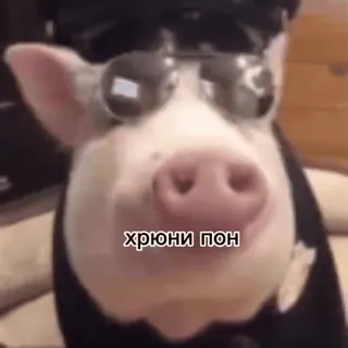 🐷 хрюни пон pig, sunglasses, animal, funny telegram sticker