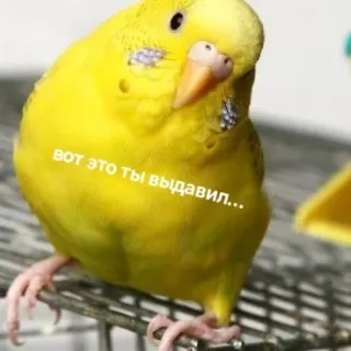 💩 вот это ты выдавил... นก, สีเหลือง, มีม, นกแก้ว, สัตว์ telegram sticker