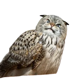 CatFaces telegram stickers