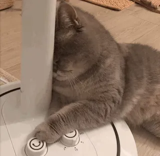 🐱 猫, 粉丝, 灰猫, 搞笑, 动物, 家猫, 宠物, 可爱 telegram sticker