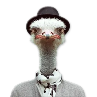 😶 autruche, oiseau, animal, chapeau, écharpe, anthropomorphe telegram sticker